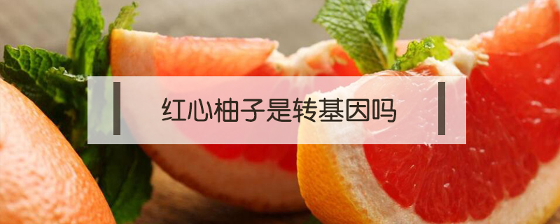 紅心柚子是轉基因嗎