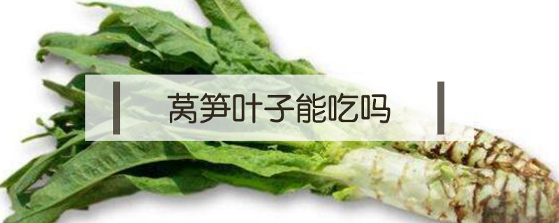 萵筍葉子能吃嗎