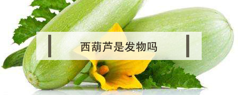 西葫蘆是發(fā)物嗎