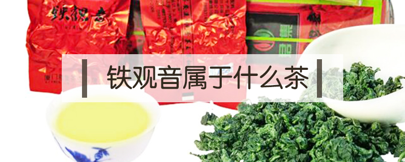 鐵觀音屬于什么茶