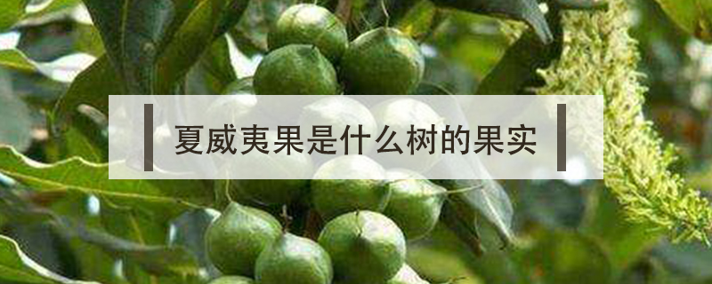 夏威夷果是什么樹的果實