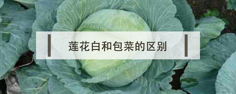 蓮花白和包菜的區(qū)別