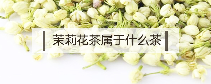 茉莉花茶屬于什么茶