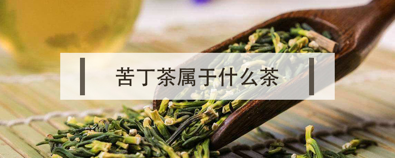 苦丁茶屬于什么茶