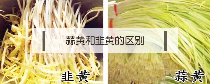 蒜黃和韭黃的區(qū)別