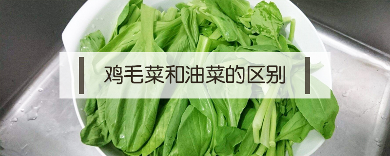 雞毛菜和油菜的區(qū)別