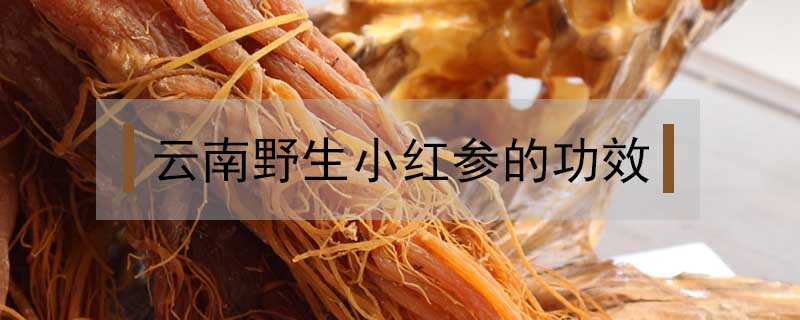云南野生小紅參的功效