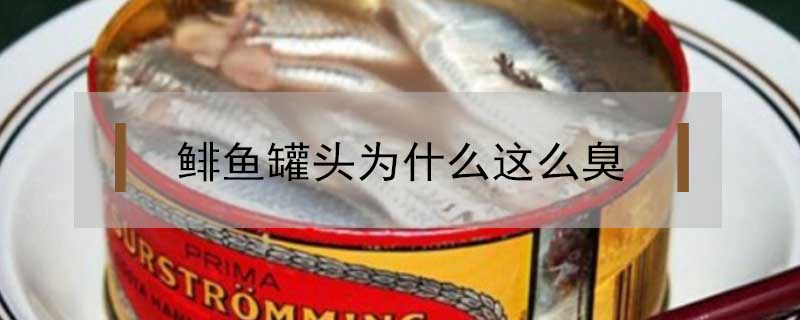 鯡魚罐頭為什么這么臭