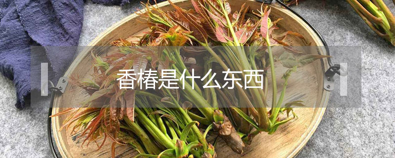 香椿是什么東西
