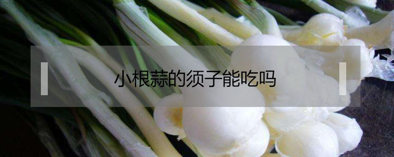 小根蒜的須子能吃嗎