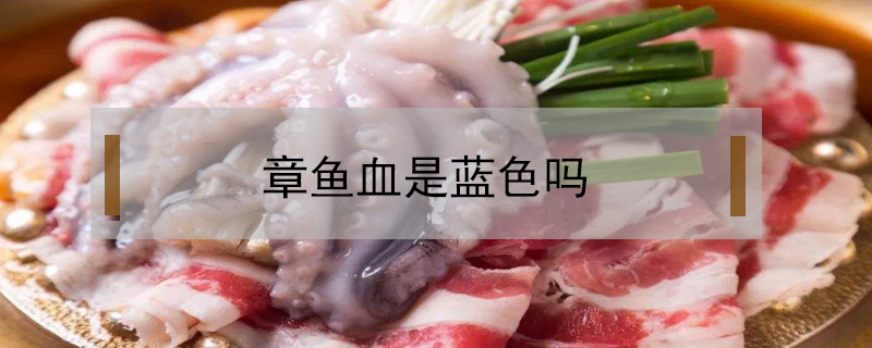 章魚血是藍色嗎
