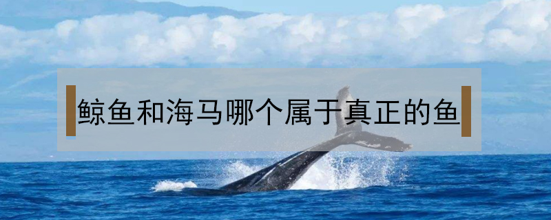 鯨魚和海馬哪個屬于真正的魚