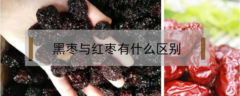 黑棗與紅棗有什么區(qū)別