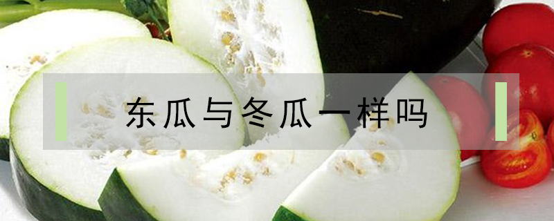東瓜與冬瓜一樣嗎