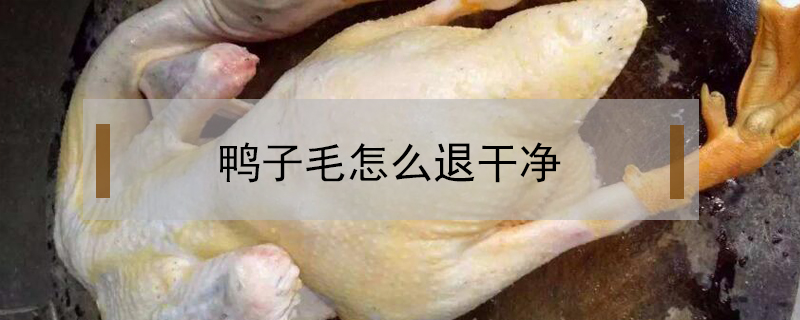 鴨子毛怎么退干凈