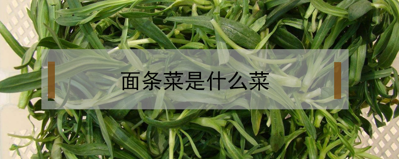 面條菜是什么菜