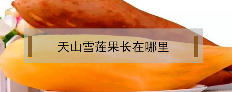 天山雪蓮果長在哪里