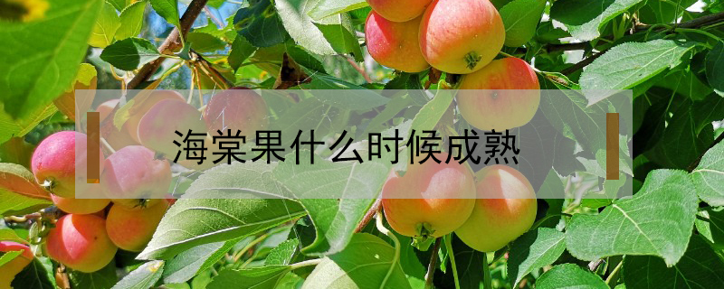 海棠果什么時候成熟