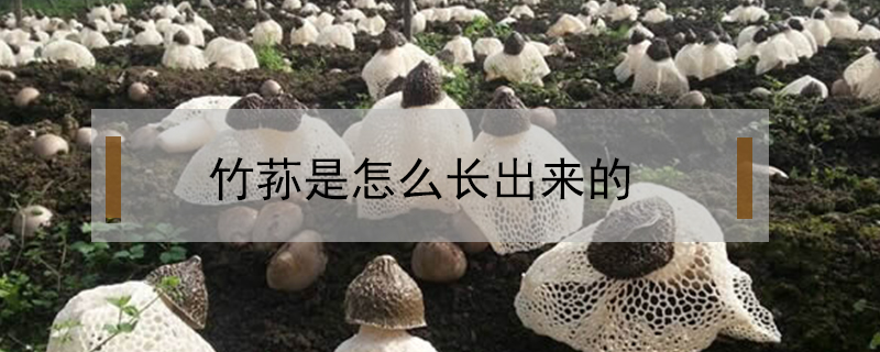 竹蓀是怎么長(zhǎng)出來(lái)的
