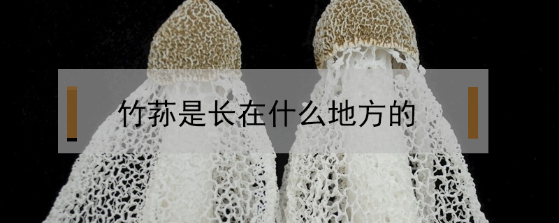 竹蓀是長(zhǎng)在什么地方的