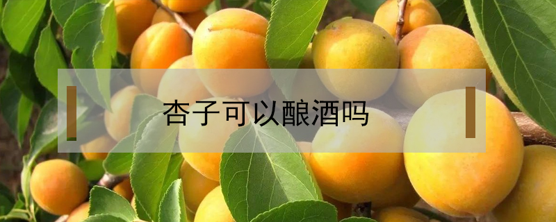 杏子可以釀酒嗎