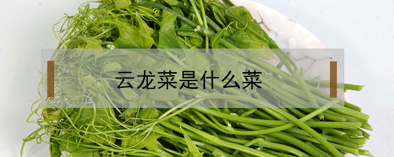 云龍菜是什么菜