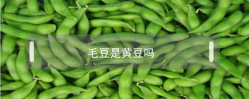 毛豆是黃豆嗎
