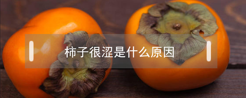 柿子很澀是什么原因