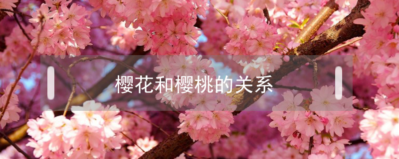 櫻花和櫻桃的關系