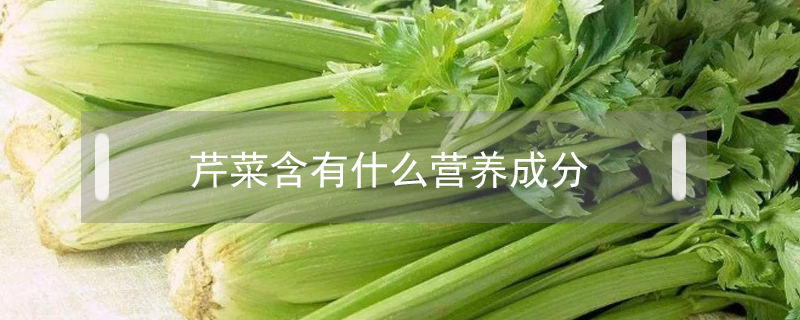 芹菜含有什么營養成分