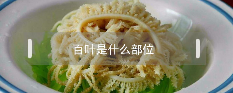 百葉是什么部位