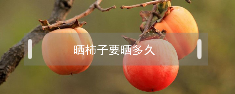 曬柿子要曬多久