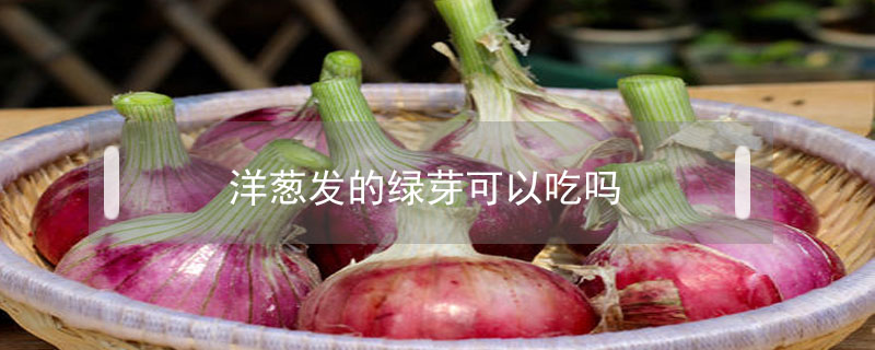 洋蔥發(fā)的綠芽可以吃嗎