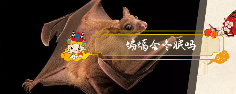 蝙蝠會冬眠嗎