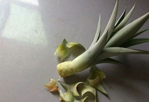 菠蘿怎么種植 菠蘿的室內(nèi)種植方法