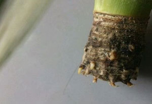菠蘿怎么種植 菠蘿的室內(nèi)種植方法