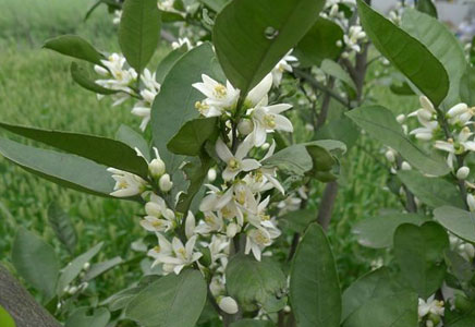 金桔樹會開花嗎，金桔樹怎么養好