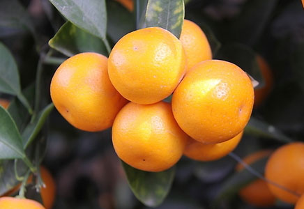 金桔圖片，金桔開(kāi)花圖片，金桔有什么好處