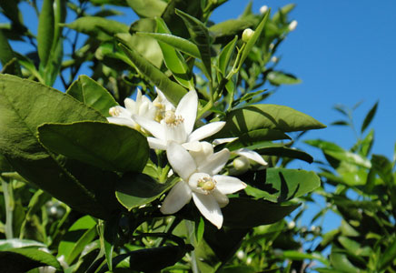 金桔圖片，金桔開(kāi)花圖片，金桔有什么好處