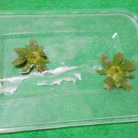 超萌可愛的草莓圣誕老人，草莓圣誕老人的做法