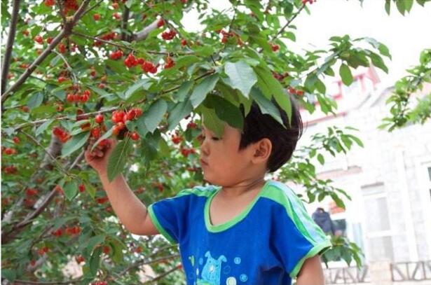 櫻桃采摘的方法 如何采摘好吃的櫻桃