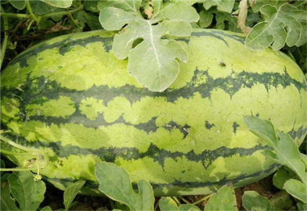 西瓜品種十大排行榜 最好的西瓜品種有哪些