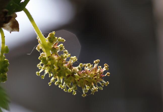 桑葚圖片大全 桑葚樹圖片 桑葚是什么水果