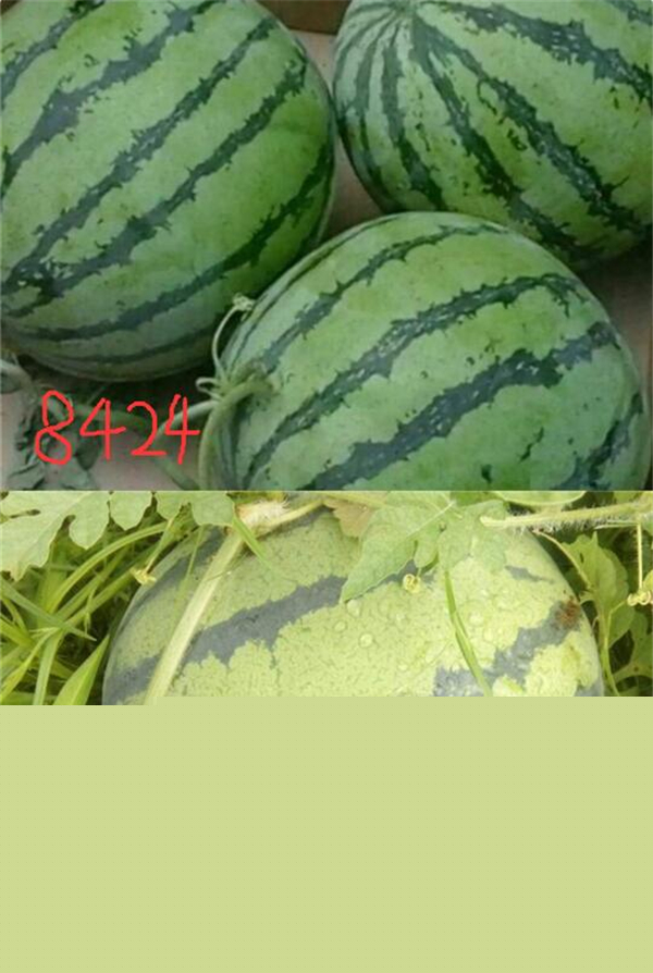 麒麟瓜和8424一樣嗎 麒麟瓜和8424的區別