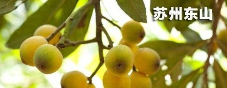 枇杷是什么地方的特產(chǎn) 中國三大枇杷產(chǎn)地在哪