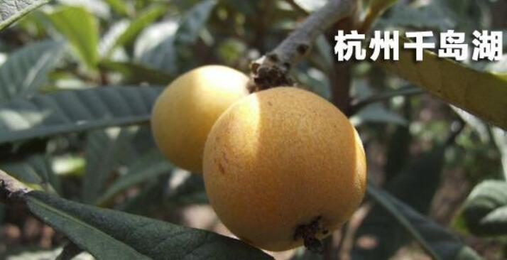 枇杷是什么地方的特產(chǎn) 中國三大枇杷產(chǎn)地在哪