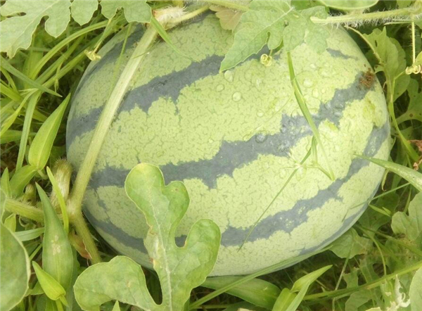 麒麟瓜有哪些營養(yǎng)價(jià)值 吃麒麟瓜有什么好處