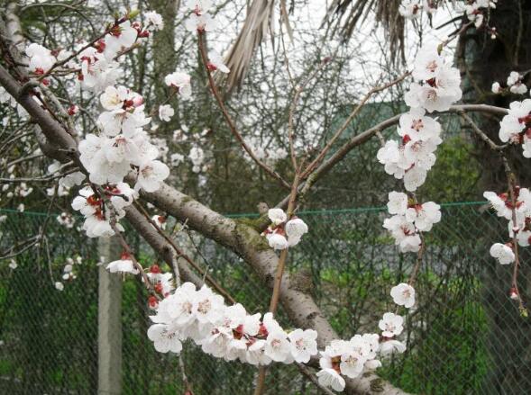 杏子圖片 杏子開花圖片 杏仁不能和什么一起吃