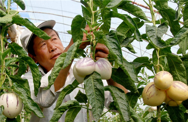 人參果怎么吃要削皮嗎 人生果中間的瓤能吃嗎