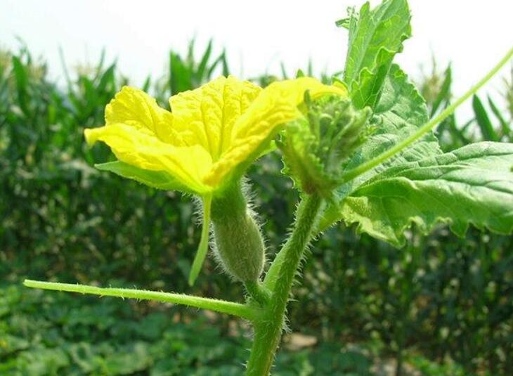 香瓜圖片，香瓜開花圖片，香瓜怎么挑好